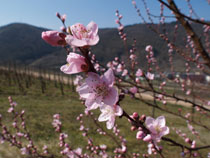 Blüten eines Weinbergspfirsichbaums