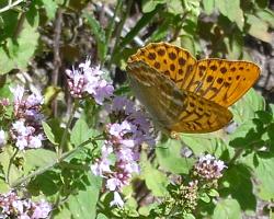 Schmetterling